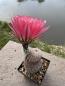 Preview: Echinocereus pectinatus detras rot